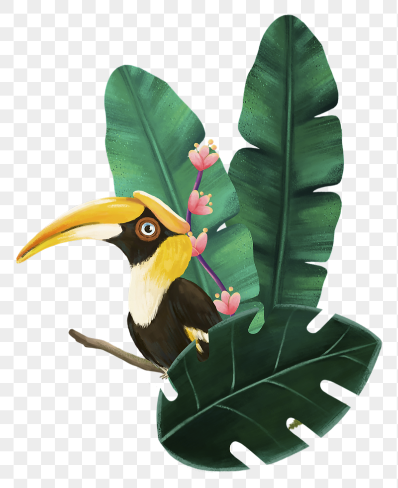 Hornbill bird png sticker, cute | Free PNG Illustration - rawpixel