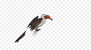 Hornbill, Egyptian Vulture, Bird, Vertebrate PNG