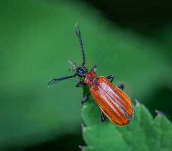horned Beetle Perched On Green Leaf