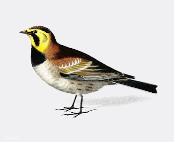 Horned lark (Alouette a hausse-col noir) illu.. | Free stock vector - 467485