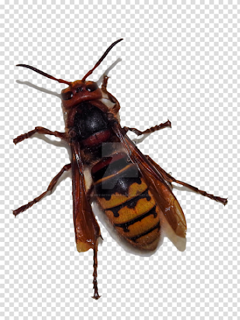 Hornet PNG by Bunny-with-Camera on DeviantArt