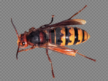 Hornet PNG by Bunny-with-Camera on DeviantArt