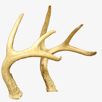 Horns,deer Antler - Free Transparent PNG Download - PNGkey