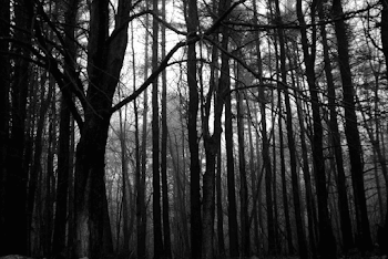 Horror In The Woods: 24 SUPER-Creepy Real-Life Stories Of Camping ...