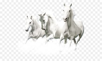horse 
