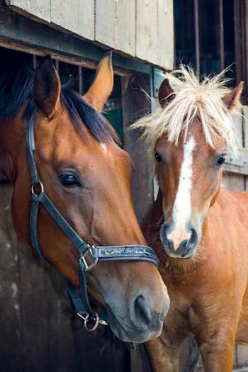 Horse_2.jpg
