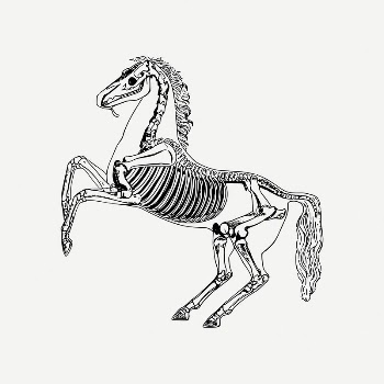Horse anatomy collage element, skeleton | Free PSD Illustration - rawpixel