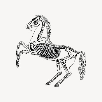 Horse anatomy drawing, skeleton illustration | Free Vector Illustration - rawpixel