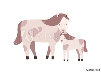 Horse and foal or colt isolated on white background