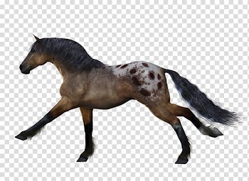 Horse Animal, Horse transparent background PNG clipart
