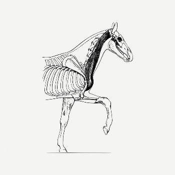 Horse biology collage element, vintage | Free PSD Illustration - rawpixel