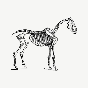 Horse bones clipart, vintage illustration | Free Vector Illustration - rawpixel
