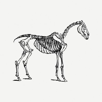 Horse bones collage element, black | Free PSD Illustration - rawpixel