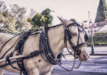 Horse Carriage Free Photo 
