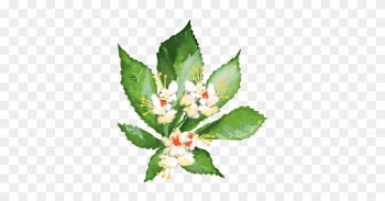 Horse Chestnut - Evergreen Rose