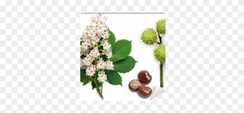 Horse-chestnut Flowers, Leaf And Seeds Wall Mural • - Horse Chestnut Tree Flower