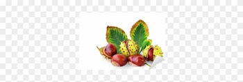 Horse-chestnuts Fruits And Leaf Isolated Wall Mural - Chestnut