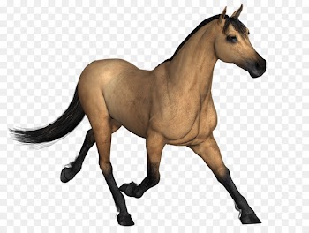 Horse Clip art Portable Network Graphics Image Stallion - horse 