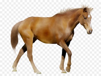 Horse Cumbrian Tails Pet Services Pony Foal Dog -  