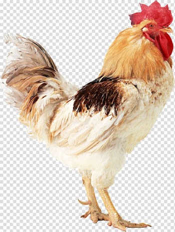 Horse Dog Domestic animal Cat Rodent, rooster transparent background PNG clipart
