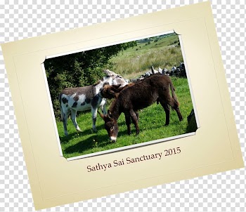 Horse Donkey Cattle Fauna Frames, early autumn transparent background PNG clipart