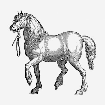 Horse drawing, animal vintage illustration. | Free Photo - rawpixel