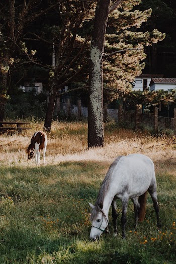 Horse Eating Grass