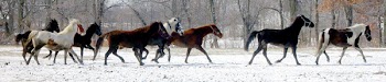 horse_farm_003.jpg