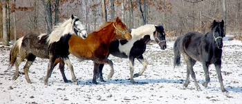horse_farm_005.jpg