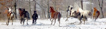 horse_farm_006.jpg