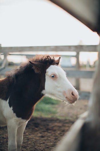 Horse Foal at the Farm during Day