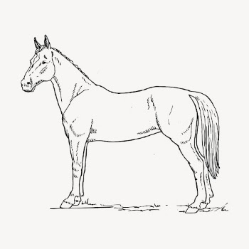 Horse hand drawn clipart, animal | Free Vector - rawpixel