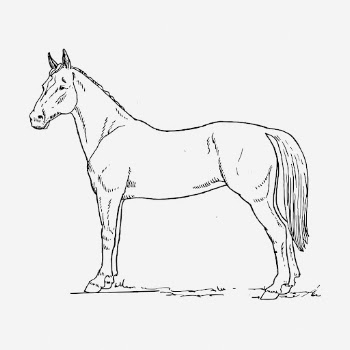 Horse hand drawn illustration. Free | Free Photo - rawpixel