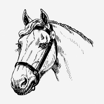 Horse head drawing, vintage wildlife | Free Photo - rawpixel