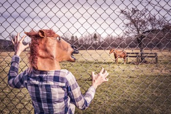Horse Head Free Photo 