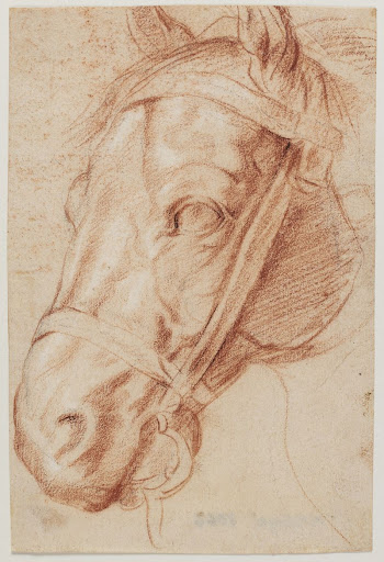Horse head | Free Photo - rawpixel