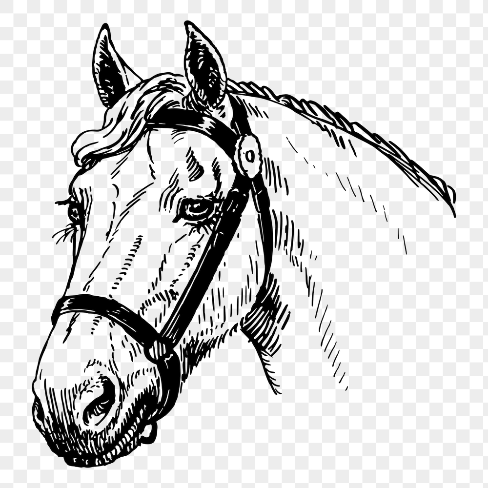 Horse head png sticker, vintage | Free PNG - rawpixel
