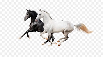 Horse Icon - Two horses 