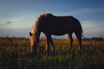 Horse in the meadow