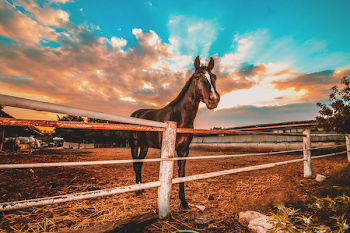 Horse Inside Barricade