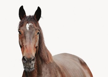 Horse isolated on white, animal | Free Photo - rawpixel