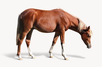 Horse isolated on white, animal | Free Photo - rawpixel