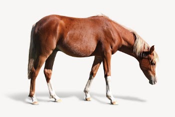 Horse isolated on white, real | Free PSD - rawpixel