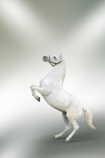 Horse jumped 