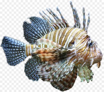 Horse Lionfish Tropical fish Clip art - Aquarium fish 