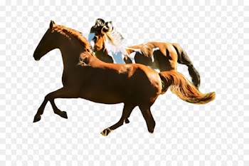 horse mustang horse stallion animal sports animal figure