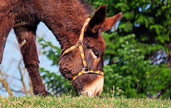 Horse on Field