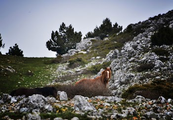 Horse on Field Photography