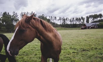 Horse on Landscape Against Sky