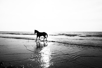 Horse on Seashore